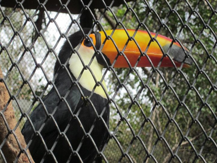argentina-bird
