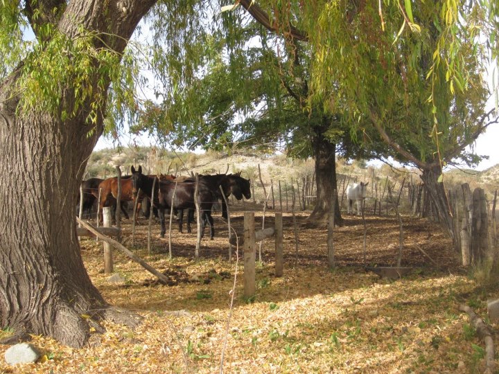 argentina-horse-farm