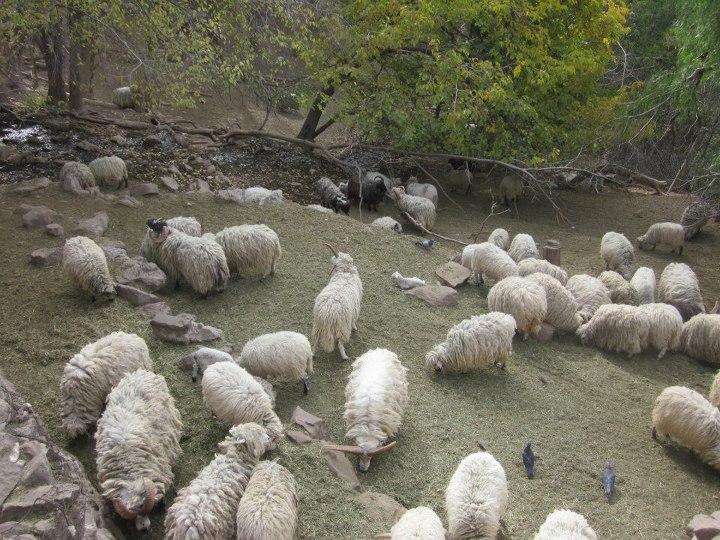 argentina-sheep