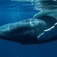 Humpback Whales of the Silver Bank New Bedford is known as the Whaling City. While New Bedford has the notorious distinction of being the top whale killing port in the 17th and 18th centuries, the city...