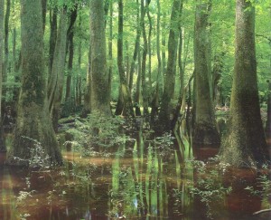wetlands photo contest