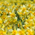 Daffodil Field at Parsons Reserve Have you ever read a poem, wishing that the words on the page could somehow come to life? Last year my trip to the Parsons Reserve Daffodil Field in Dartmouth...