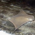 July 1 is the official opening of the Explorium's new touch tank, which will feature several kinds of rays and sharks.