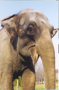 ruth buttonwood park zoo elephant new bedford guide