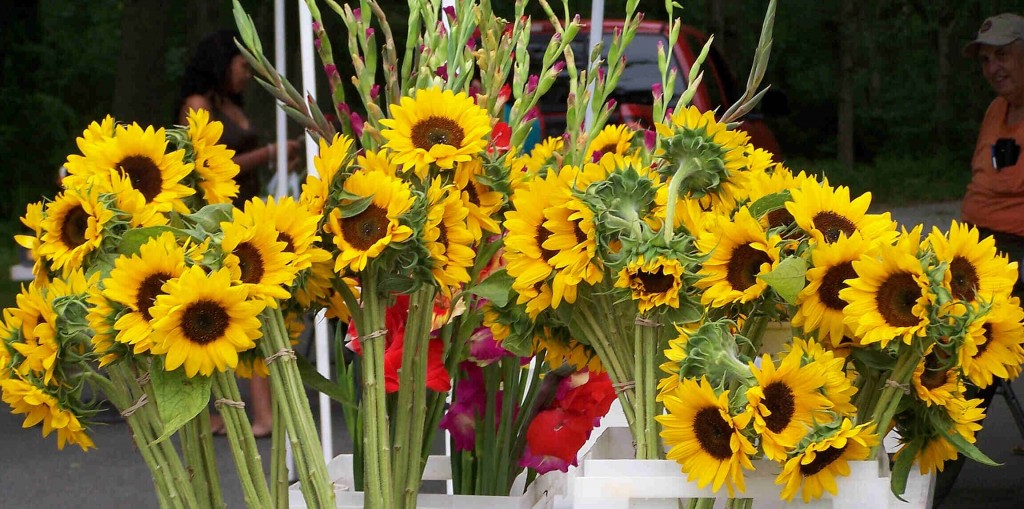 Brooklawn sunflowers