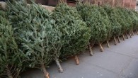 New Bedford Christmas Tree Collection Schedule The City of New Bedford Department of Public Facilities announced that Christmas trees will be collected from New Bedford residents curbside during the week of Monday, January 9, 2012, through...