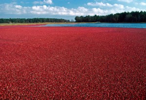 cranberry-bog