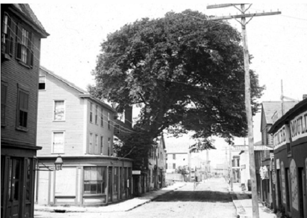 The Elm