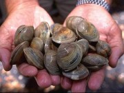 quahog