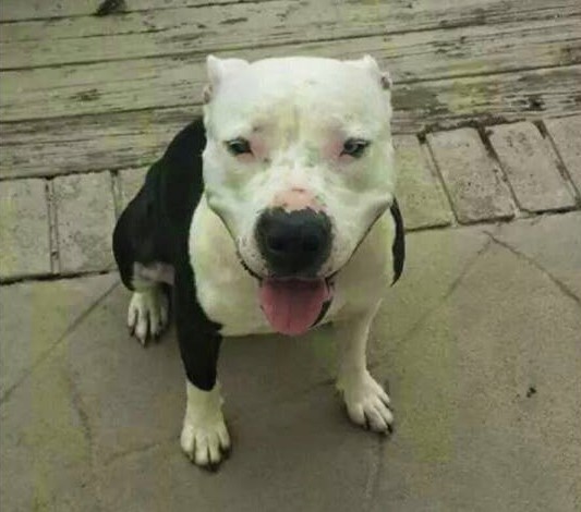 i lost my dog to the streets