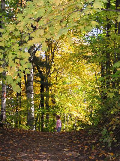 A Grant has been awarded to Improve Ross C. Mathieu Nature Trail in Pulaski Park