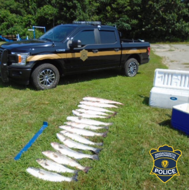 Massachusetts Environmental Police seize 50 fish, issue nearly 8,000