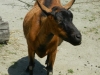 buttonwood-park-zoo-goat