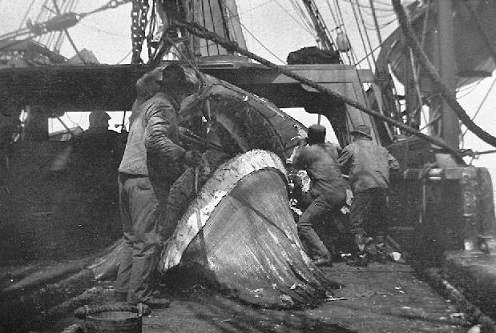 morgan-crew-at-work-whaling-museum-jpg