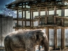 buttonwood-zoo-elephant-new-bedford-guide
