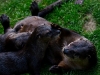 otters-buttonwood-park-zoo-jpg
