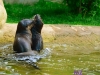 otters-buttonwood-park-zoo10-jpg