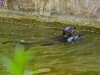 otters-buttonwood-park-zoo2-jpg