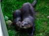 otters-buttonwood-park-zoo3-jpg