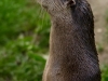 otters-buttonwood-park-zoo4-jpg