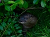 otters-buttonwood-park-zoo5-jpg