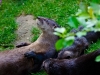 otters-buttonwood-park-zoo6-jpg