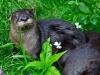 otters-buttonwood-park-zoo7-jpg