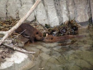 Buttonwood park Zoo Baby Beavers
