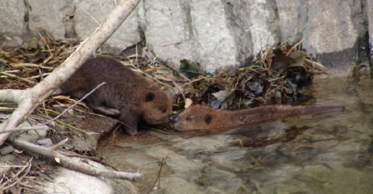 Buttonwood park Zoo Baby Beavers