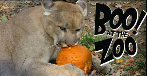 Boo at The Zoo Buttonwood Park