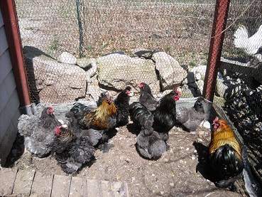 Dartmouth Silverbrook hens
