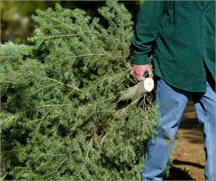 christmas-tree-pick-up-new-bedford1