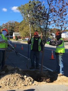 new-bedford-is-on-track-to-plant-500-street-trees2