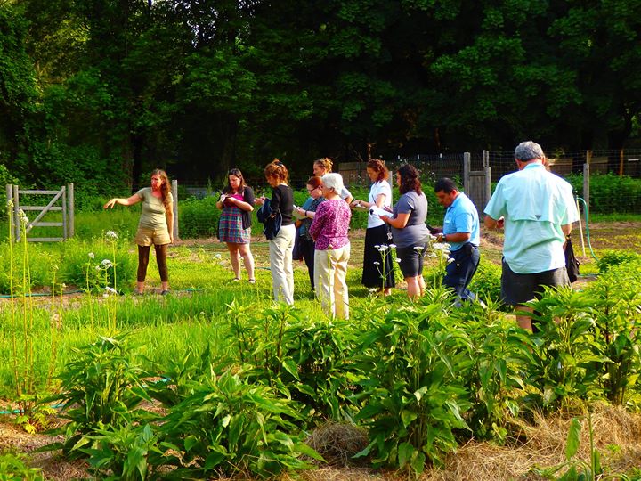 Growing and Harvesting Medicinal Roots – New Bedford Guide