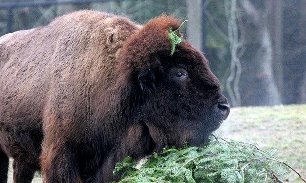 Buttonwood Park Zoo Mourns The Death Of Grace The Bison New Bedford Guide