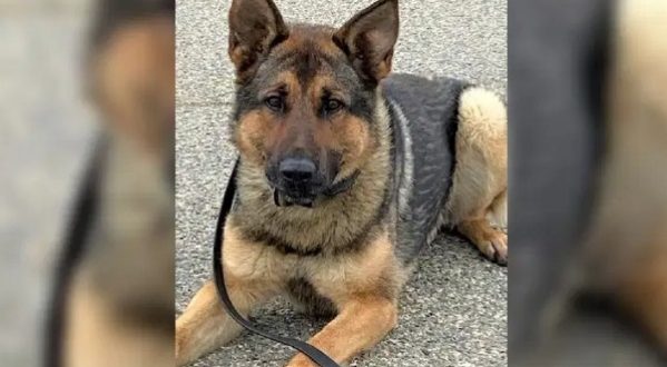 Massachusetts State Police K9 “Kantor” to receive generous donation of ...