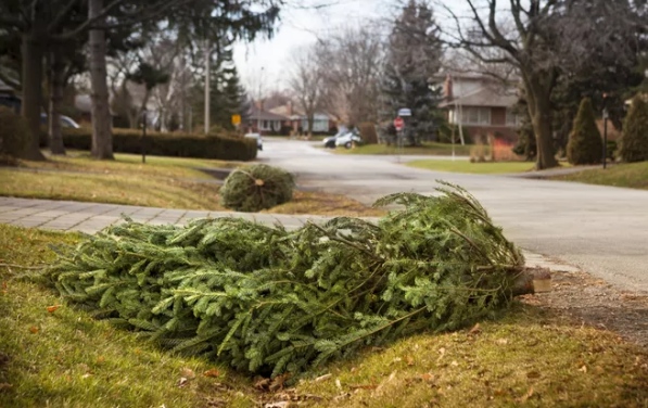 NOTICE: New Bedford Christmas tree disposal/collection schedule – New Bedford Guide