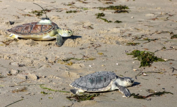 New England Aquarium release 10 sea turtles into the wild after rescue and rehabilitation