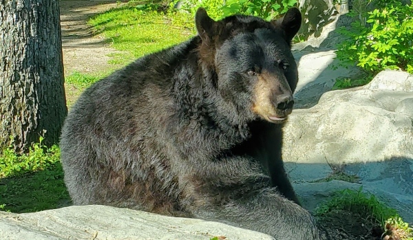 New Bedfords Buttonwood Park Zoo Mourns Loss Of “toby” Beloved Black