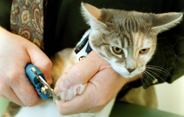 Massachusetts lawmakers continue to fight to ban cat declawing – New ...
