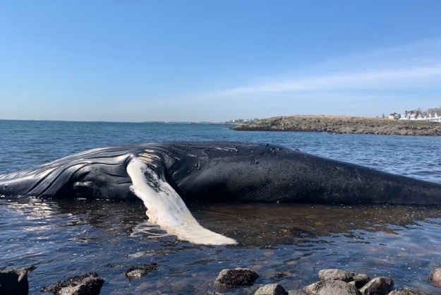 42ft deceased humpback whale stranded on Preston Beach in Marblehead, Massachusetts. Photo by the EPA.